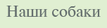 РќР°С€Рё СЃРѕР±Р°РєРё