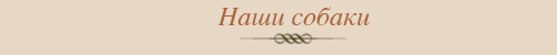 Наши собаки