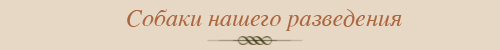 Лабрадоры нашего разведения